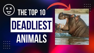 Top 10 DEADLIEST Animals In The World Creatures YOU should fear [upl. by Gersham233]