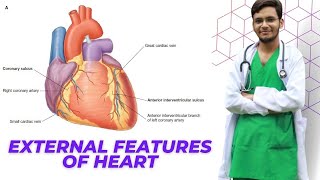 External features of Heart  Thorax  Human Anatomy [upl. by Nyllij]