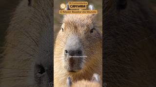 1ª Curiosidade Capivara O Maior Roedor do Mundo capivara capybara animals curiosidades [upl. by Havstad884]