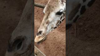 girafes goviral drone rollinghills music fpvdrone doggylife dji [upl. by Chas]