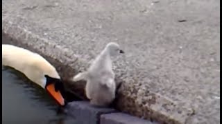 Emerging Baby Swans at Llanfairfechan [upl. by Harobed641]