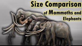 size comparison of mammoths and elephants [upl. by Harriman]