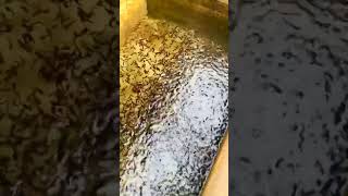 Hatchery managementaquaculture shortsviral shortsfarms [upl. by Hermia]