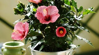 HIBISCUS PROPAGATION FROM CUTTINGS [upl. by Mathe]