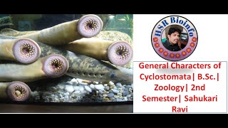 General Characters of Cyclostomata BSc Zoology 2nd Semester Sahukari Ravi [upl. by Enilarak]