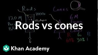 Photoreceptors rods vs cones  Processing the Environment  MCAT  Khan Academy [upl. by Haskins]