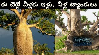 జనం దాహం తీరుస్తున్న చెట్ల ట్యాంకులు  Baobab Trees Natures Water Tanks Water Tank of Nature [upl. by Uile856]