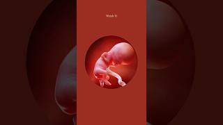 Week 1 to 12 Embryo to Fetus Growth 🥰💯 fetus pregnancy augdailyshorts [upl. by Erdnassac614]