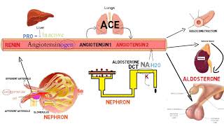 ⭕ شرح مفصل خطوة بخطوة لـ  Renin Angiotensin Aldosterone System [upl. by Heid]