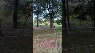 Chickasaw National Recreation Area Veterans Trail wildlifeviewing bison summersong foresthikes [upl. by Ahsed762]