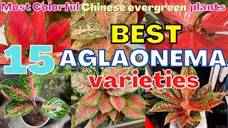 Top 15 Most Beautiful aglaonema Varieties  Most Colorful Stunning Chinese evergreen species [upl. by Slifka]