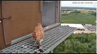 Konstancin Jeziorna Orange PL Kestrels Male guarding the nest  departure  2024 07 29 10 40 [upl. by Uase]