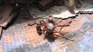 Decapitated wasp grabs its head before flying away [upl. by Andria]