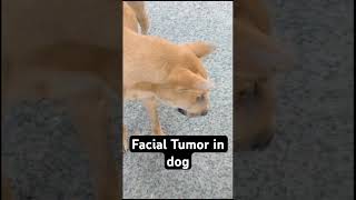 Facial Tumor in a dog  osteosarcoma [upl. by Morgen]