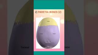 Cranium cranialbones cranium skeletalsystem bones biology neet [upl. by Eitsirk]