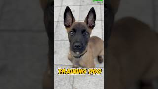 Belgian Malinois Amazing belgiummalinois dog dogtraining pets belgianmalinois trainingdog [upl. by Llehsim]