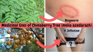 11 Medicinal Uses of Chinaberry Tree melia azedarach [upl. by Leamhsi990]