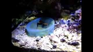 Do It Yourself DIY mandarinfish target feeder [upl. by Dyun878]