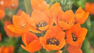 How to Grow Ornithogalum [upl. by Clerissa734]