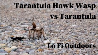 Tarantula Hawk Wasp  Pepsis  vs Tarantula [upl. by Nnayar]