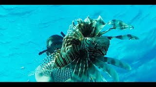 Lionfish Catch Clean Cook Staniel Cay The Bahamas [upl. by Riane]