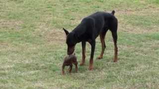 Doberman Puppy Meets The Big One [upl. by Ifar871]