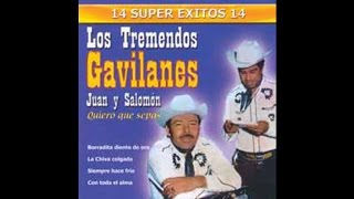 Los Tremendos Gavilanes  Miel Amarga [upl. by Flossie]