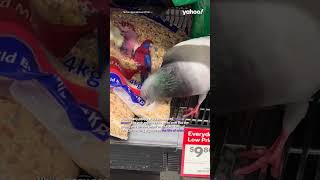 Peckish pigeons spotted feasting in animal aisle of Woolworths  shorts yahooaustralia [upl. by Ahders427]