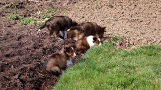 Sheltie Puppies for Sale [upl. by Radcliffe]