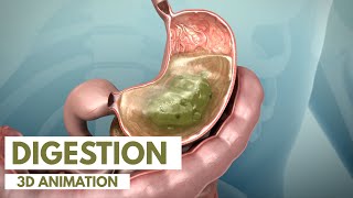 How the Digestive System Works  3D Animation [upl. by Ttenaj]