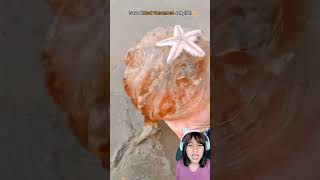 KIRAIN JELLY TERNYATA UBUR UBUR jellyfish ocean beach [upl. by Ytirahs]