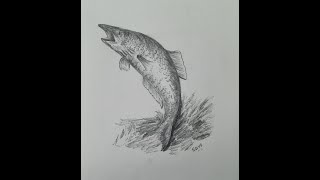 Drawing of a fish jumping out of water 🦈  Easy Pencil Sketching  How to draw a fish  Asian Carp [upl. by Calv]