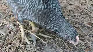 How to tell a hen from a rooster with 6 week old chicks bonus chicken fight [upl. by Nannah]