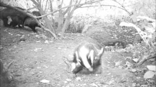 Badgers mating Isle of Wight [upl. by Madora317]