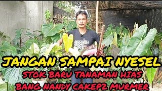 JANGAN SAMPAI NYESEL ‼️STOK BARU TANAMAN HIAS BANG NANDY CAKEP2 MURMER [upl. by Pruter]