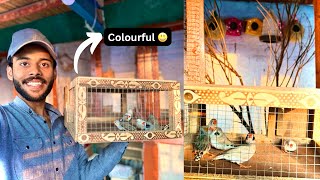 Aj Finch Colony ko Colourful Finches se Bhar Dia 😍  Releasing colourful finches in a colony [upl. by Eissej]