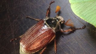 Dorcus curvidens and the cockchafer Melolontha melolontha [upl. by Bradstreet]