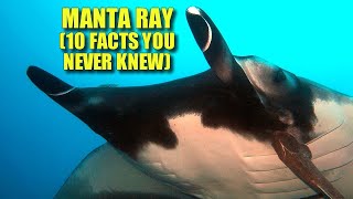 Manta Ray 🛌🏼 10 FACTS You NEVER KNEW [upl. by Neelloj]