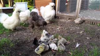 Silkie Chicks Greeted by Adult Silkie Chickens [upl. by Ahsot]