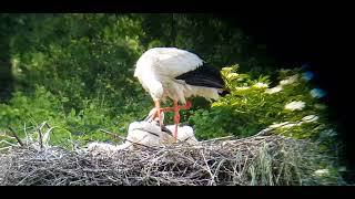 White stork and chicks [upl. by Shel]