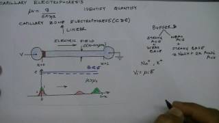 Lecture 29 Capillary Electrophoresis Introduction [upl. by Lemmy]