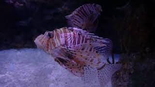 A Scorpian Fish In An Aquarium [upl. by Cronin]