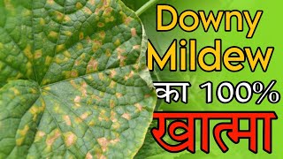 Downy mildew control  डाउनी मिल्ड्यू का 100 कंट्रोल best fungicide to control downy mildew [upl. by Eenahpets]