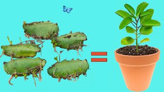 How To Grow Bryophyllum by Leaf in Water  Patharchatt [upl. by Ainitsirk97]