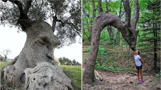 अजीबोगरीब पेड़ जिन्हें देखकर Scientist भी हैरान है  10 Strangest and Rarest Trees on Earth Part3 [upl. by Neleb803]