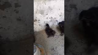 Black silkie chicks shorts [upl. by Charyl]