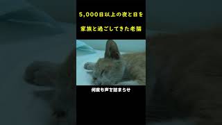 5000日も共に過ごした飼い猫の最期！！ [upl. by Langsdon]