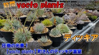 【趣味家訪問】ディッキア趣味家 町さんyocto plantsの温室に潜入！圧巻の光景です！最後にイベント告知もあります【Dyckia】【ブロメリア】【園芸】 [upl. by Noryd]