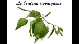 bouleau verruqueux [upl. by Pansir]