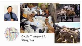 Dairy Production and Cow Slaughter in India PART 1  ENGLISH [upl. by Nerral]